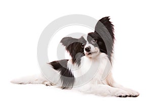 Beautiful papillon dog lying on isolated white