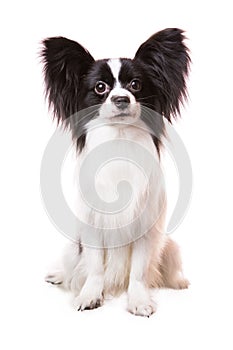 Beautiful papillon dog sitting on isolated white