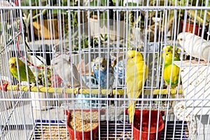 Bellissimo parrocchetto pappagalli gabbia alimentazione un potabile Acqua 