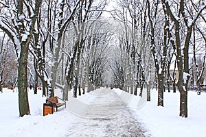 Beautiful park alley with bench and trees in winter sunny day