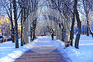 Beautiful park alley with bench and trees in winter sunny day