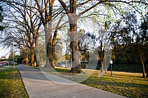 Beautiful park, big trees in warm light of sunset time with the bicycle path.