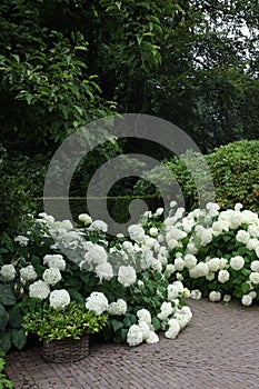 Beautiful park with blooming hydrangeas and paved pathway. Landscape design