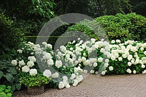 Beautiful park with blooming hydrangeas and paved pathway. Landscape design