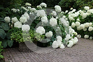 Beautiful park with blooming hydrangeas and paved pathway. Landscape design