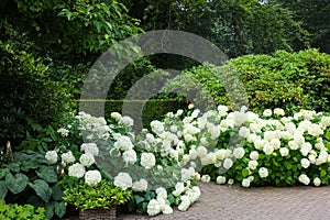 Beautiful park with blooming hydrangeas and paved pathway. Landscape design