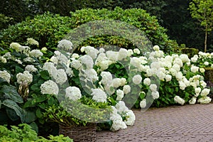 Beautiful park with blooming hydrangeas and paved pathway. Landscape design