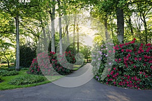 Beautiful park with blooming rhododendron plants on sunny day. Spring season