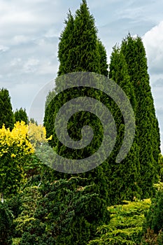 Beautiful park and botanical garden. Tall thuja trees in the courtyard of a country cottage in the summer