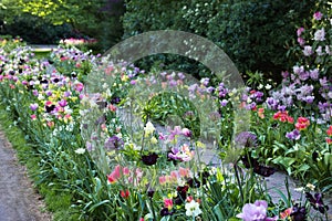 Beautiful park with different tulip flowers on sunny day. Spring season