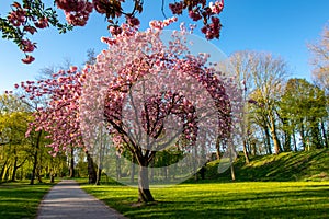 Beautiful park in Emden, Germany with blooming trees during sunset photo