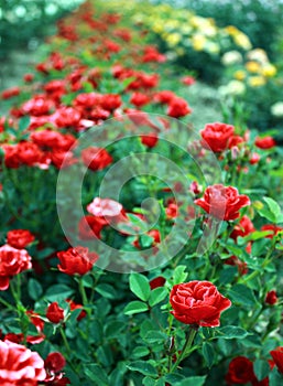 Beautiful park full of red roses