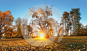 Beautiful park garden in atumn. Fall panorama in park at sunrise