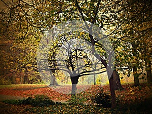 Krásny park so zaujímavým pozadím plný zelene a rôznych druhov stromov