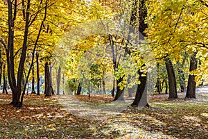 Beautiful park landscape with tall trees with bright orange and yellow foliage during sunny autumnal day