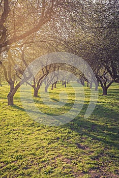 Beautiful park with old trees