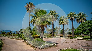 Beautiful park with palm trees in the city of Cannes at the Croisette photo