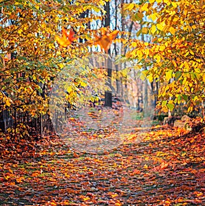 Beautiful park panoramas in autumn season