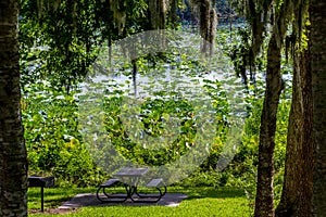 A Beautiful Park Picnic Area with Trees, Spanish Moss, Blooming Yellow Lotus Water Lily Pad Flowers and Other Water Plants