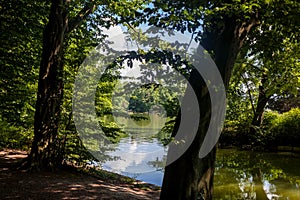 Beautiful park scene with lawn, trees and water