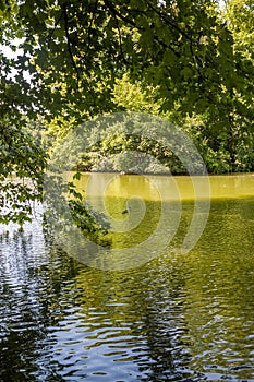 Beautiful park scene with lawn, trees and water