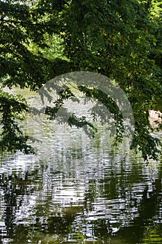 Beautiful park scene with lawn, trees and water