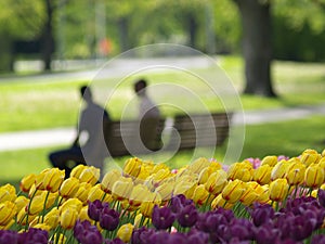 Beautiful park in spring