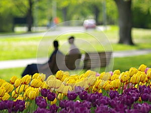 Beautiful park in spring