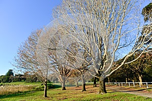 Beautiful park in Sydney.