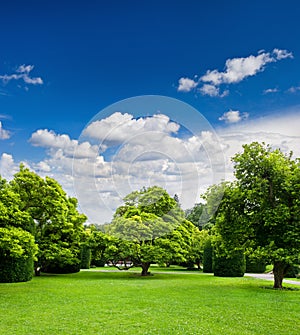 Beautiful park trees over blue sky