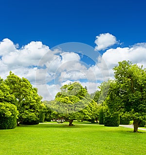 Beautiful park trees over blue sky. formal garden