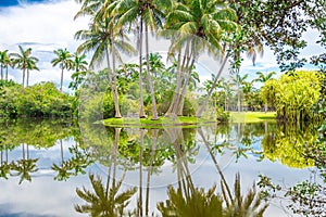 Beautiful park with tropical nature and palms