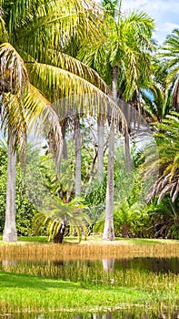 Beautiful park with tropical nature and palms