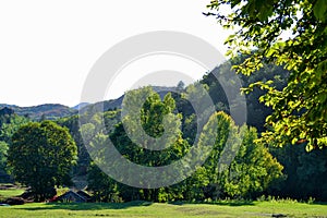 Beautiful park for walking. Green lawn, trees and blue sky. Montenegro.