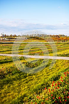 A beautiful park in which tulips bloom on a field