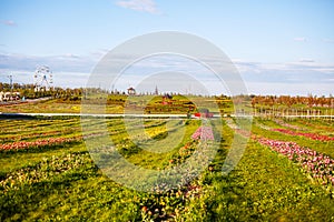 A beautiful park in which tulips bloom on a field