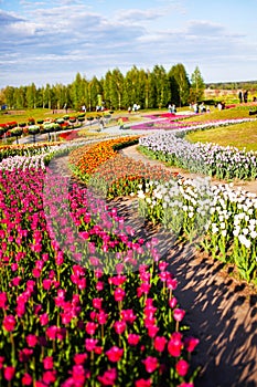 A beautiful park in which tulips bloom on a field