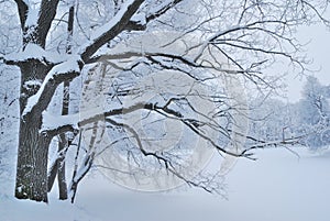 Beautiful park in winter