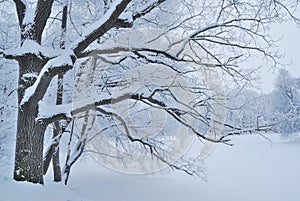 Beautiful park in winter photo