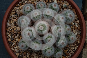 Beautiful of Parodia Scopa Silver Ball Cactus growing in pot photo
