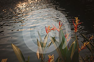 A beautiful Parrot beak Waterfront background