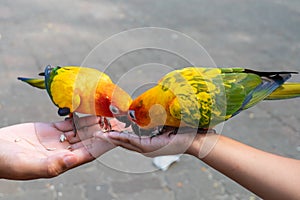 Beautiful parrot birds standing on child hand and eating sunflower seed on hand