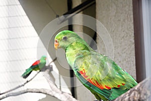 A beautiful parrot with bright green plumage sits on a branch.