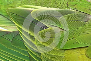 Beautiful parrot feathers background, Nature background and texture