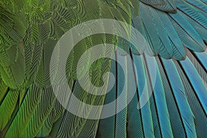 Beautiful parrot feathers background, Nature background and texture