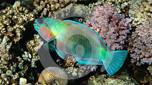 Beautiful Parrot Fish