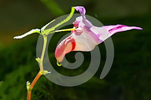 Beautiful parrot flower in forest Thailand.