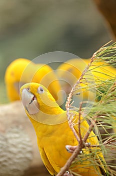 Beautiful parrot in Loro Park in Puerto de la Cruz on Tenerife, Canary Islands photo