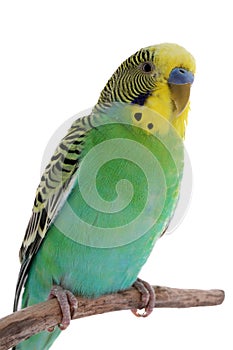Beautiful parrot perched on branch against white background. Exotic pet