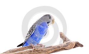 Beautiful parrot perched on branch against white background. Exotic pet